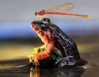   مصر اليوم - يعسوب جريء يقف على أنف ضفدع