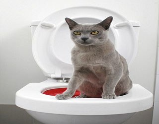   مصر اليوم - ابتكار يُتيح للقطة استخدام مرحاض العائلة