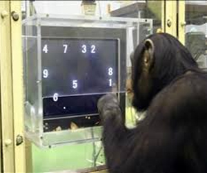   مصر اليوم - الشمبانزي لا يحتاج لمكافأة لتواصل ألعاب البازل
