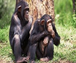   مصر اليوم - حيوانات الشمبانزي كالبشر لا تحتاج لمكافأة لتواصل ألعاب البازل