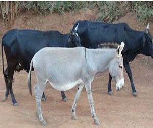   مصر اليوم - لحوم الحمير تباع على أنها لحم بقري في جنوب أفريقيا