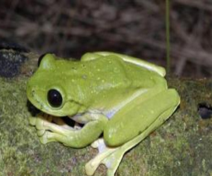 مصر اليوم - اكتشاف أنواع جديدة من الضفادع في بابوا غينيا الجديدة