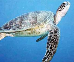   مصر اليوم - السلاحف الخضراء تجد حماية ضد الانقراض في هونغ كونغ