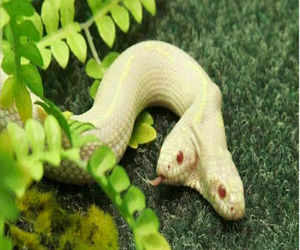   مصر اليوم - استخدام سم أخطر الثعابين في علاج السرطان