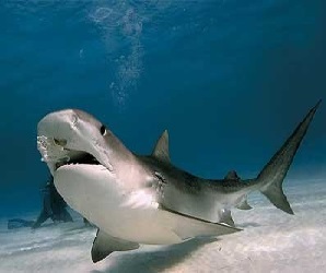   مصر اليوم - تحذيرات من فناء معظم أسماك القرش في العالم