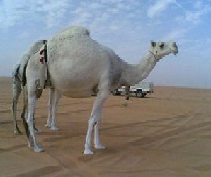   مصر اليوم - سعودي يمتلك أغلى أنواع الإبل إحداها بـ 30 مليونًا