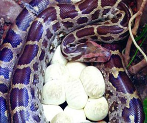   مصر اليوم - دراسة: خمس الزواحف مهدد بالانقراض