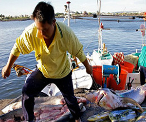   مصر اليوم - دراسة: اصطياد 100 مليون سمكة قرش سنويًا