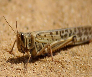 مصر اليوم - الزراعة: مكافحة الجراد مستمرة وتم القضاء على 95%