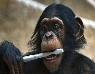   مصر اليوم - صور لقرد صغير يقوم بمحاولة تفريش أسنانه