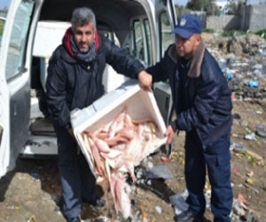   مصر اليوم - ضبط كمية من السمك الفاسد في مدينة غزة