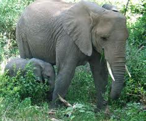   مصر اليوم - خبراء في الحياة البرية: تجارة العاج تهدد الفيلة