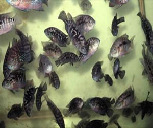   مصر اليوم - إحباط تهريب 20 ألف زريعة سمكية إلى سيناء