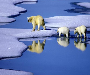   مصر اليوم - فشل دولي في الاتفاق على توفير المزيد من الحماية للدب القطبي