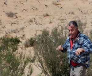 مصر اليوم - إسرائيل ترصد سرب هائل من الجراد في النقب