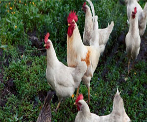   مصر اليوم - إعادة التداول على أسهم المنصورة للدواجن