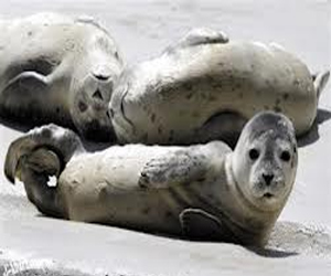   مصر اليوم - الثدييات المتوسطية مهددة بخطر الانقراض