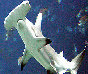   مصر اليوم - يوم تاريخي لحماية أسماك القرش