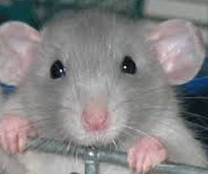   مصر اليوم - الجرذان تستخدم حاسة الشم للتأكيد على مرتبتها الإجتماعية وتفادي العدائية