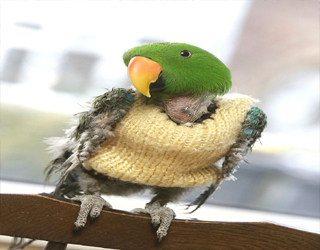   مصر اليوم - ببغاء يرتدي سترة من الصوف بعد أن أكل ريشه