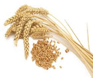   مصر اليوم - سوريا تشتري أول شحنة من القمح الفرنسي