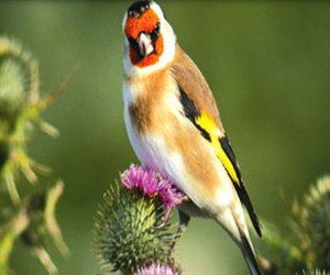   مصر اليوم - الضجيج يطرد الطيور خارج المدن