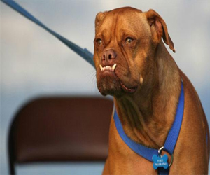   مصر اليوم - وفاة أميركي بداء الكلب بعد زرع كبد ملوثة