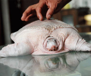   مصر اليوم - انواع حيوانية مهددة بالانقراض بسبب حب اقتنائها