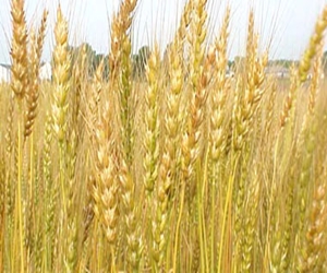   مصر اليوم - السعودية تتوقف عن زراعة القمح محليًا عام 2015