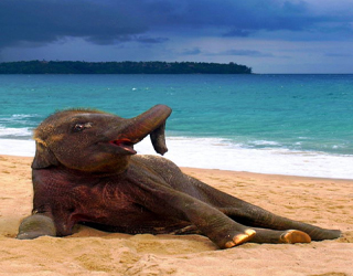   مصر اليوم - فيلة تستمتع بحمامها الصباحي على شواطئ تايلاند