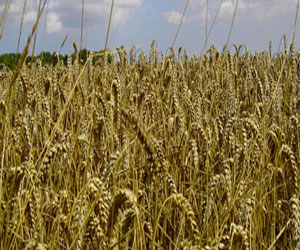   مصر اليوم - تجار: تونس تطرح مناقصة لشراء 67 ألف طن من القمح