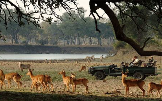   مصر اليوم - رحلات السفاري في زامبيا تعيد اكتشاف سحر أفريقيا