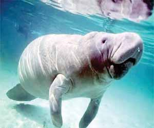   مصر اليوم - السعودية تحمي عرائس البحر من الانقراض