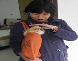   مصر اليوم - كلب صغير يتغلب على إعاقته ويمشي