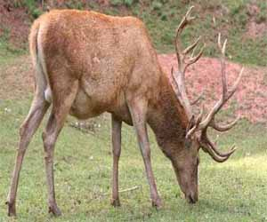   مصر اليوم - تكاثر حيوان الأيائل يهدد الريف الإنكليزي