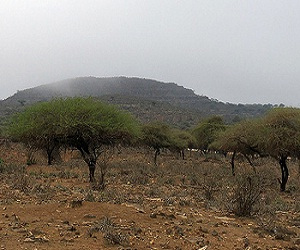   مصر اليوم - شجرة لكل أم في اليوم العالمي للغابات