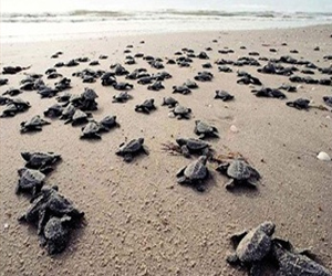   مصر اليوم - أميركا تحاول إنقاذ سلاحف بحرية مهددة بالانقراض