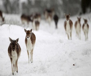   مصر اليوم - توصيات بإعدام نصف الغزلان في بريطانيا