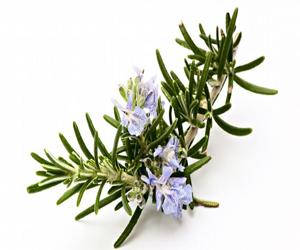 مصر اليوم - إكليل الجبل لعلاج العديد من الأمراض