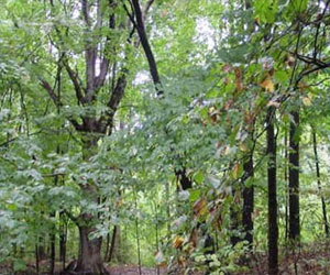   مصر اليوم - توقع تضرر غابات المتوسط بقوة جراء تغير المناخ