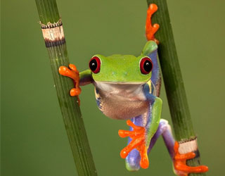   مصر اليوم - ضفدع مشاكس يتشبه بـسبايدر مان