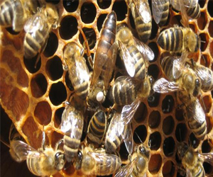   مصر اليوم - النحل يتفاهم عبر شحنات كهربائية