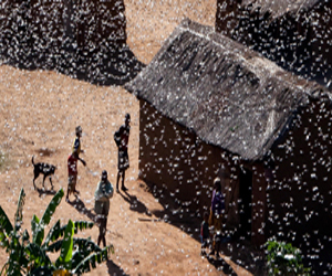 مصر اليوم - أسراب الجراد تهدد مدغشقر بمجاعة