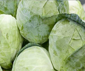 مصر اليوم - الكرنب يعزز الجهاز المناعي