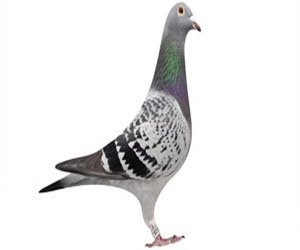   مصر اليوم - مؤسسة خيرية تدعو إلى حظر سباقات الحمام الشهيرة في بريطانيا