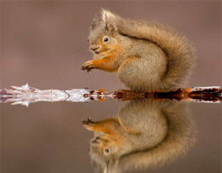   مصر اليوم - السناجب الحمراء على طبيعتها في صور تاريخية