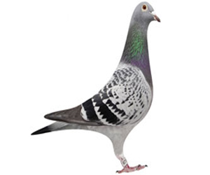   مصر اليوم - الدعوة إلى حظر سباقات الحمام الشهيرة فى بريطانيا