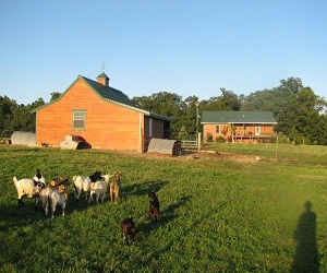   مصر اليوم - مزارع بريطاني ينتج فودكا من الحليب