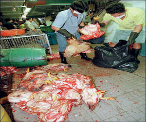   مصر اليوم - وفاة شخصين لسبب إنفلونزا الطيور إتش 7 إن 9 في الصين