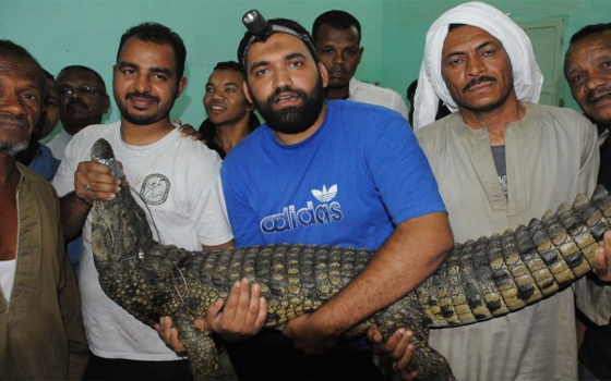   مصر اليوم - اصطياد تمساح يزن 150 كليوغرامًا في أسوان